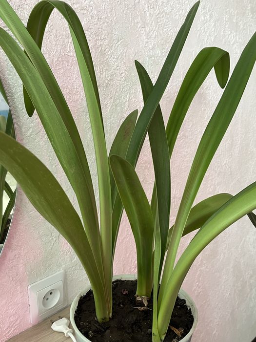 Продам цветы гиппеаструма