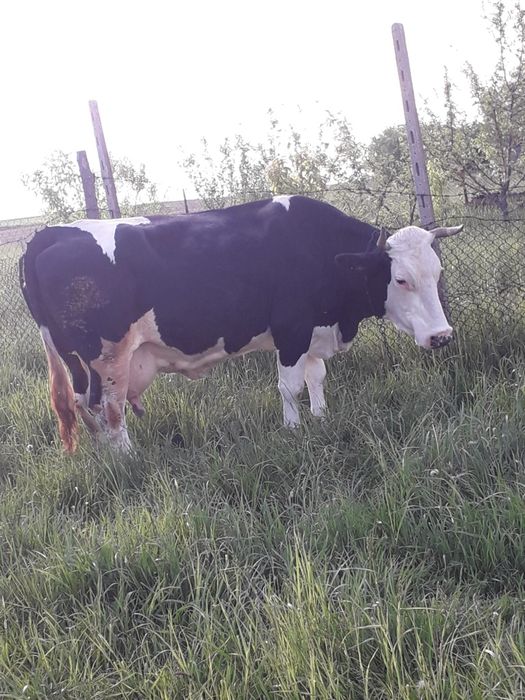 Vând 2 vaci bune de lapte