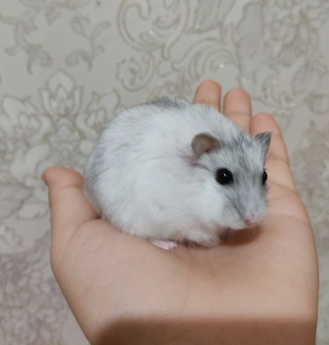 Хомяк клеткасымен