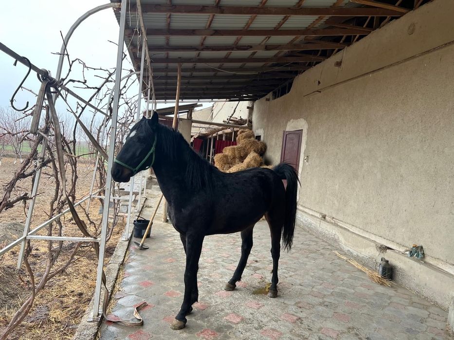 От сотилади киргиз отлари