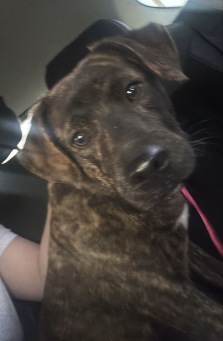 Бесплатно собака