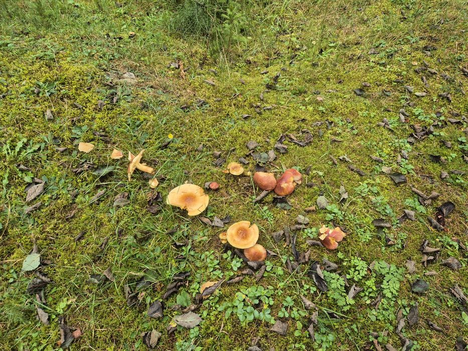 Teren de vis Valea Ierii