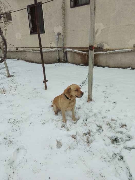 Лабрадор ретривер