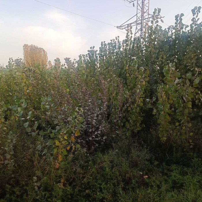 Терак кўчатлари сотилади 2000 сўм