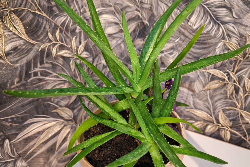 Продам Алое Вера