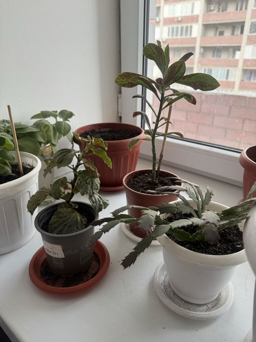 Продам комнатные цветы