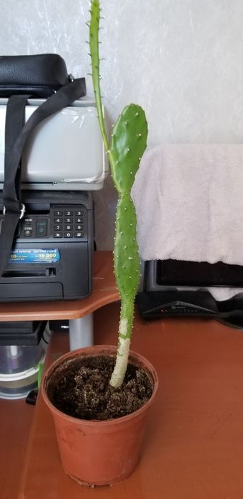 Продам  комнатные растения