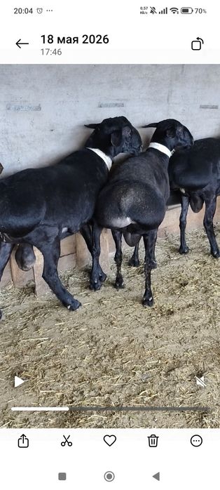 Продам баран Кошкары