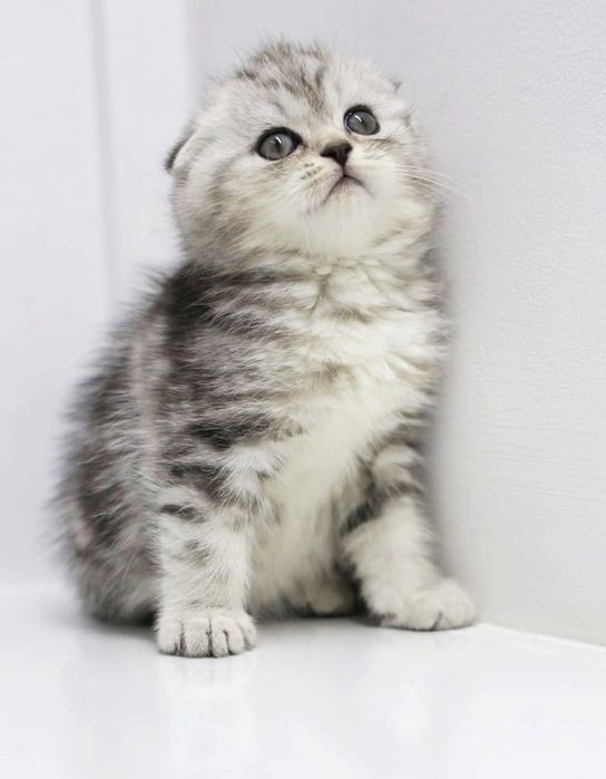 Котята  ОчаРоваШки шОтлАндСкиЕ