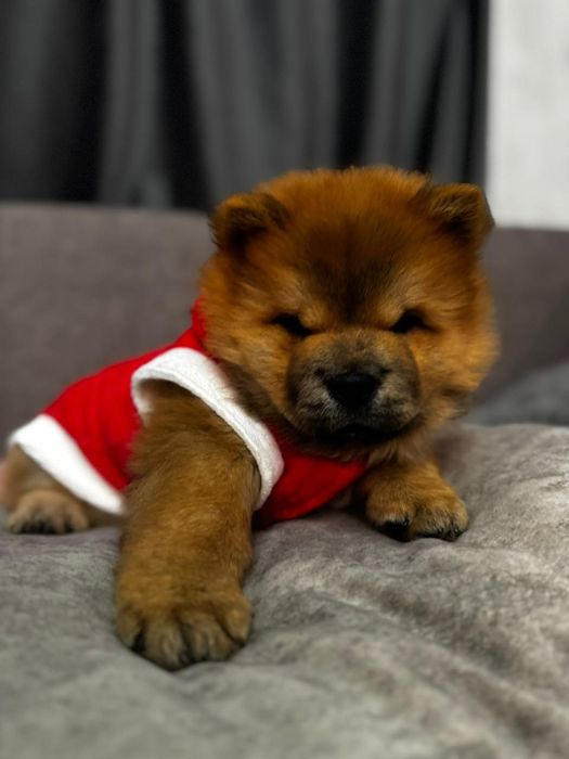 Милые Щенки ЧАУ-ЧАУ