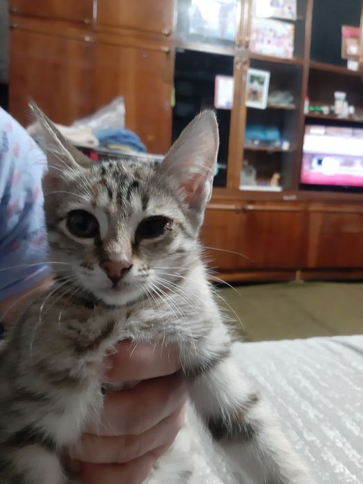 Котята ищут добрые руки