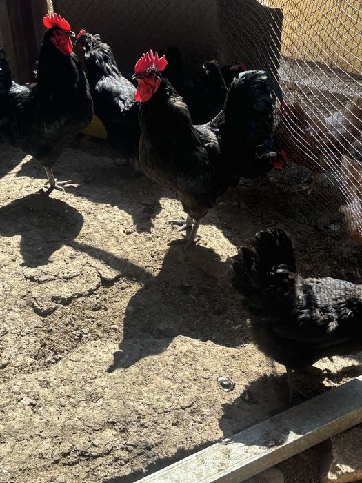 Суточные цыплята австролорп