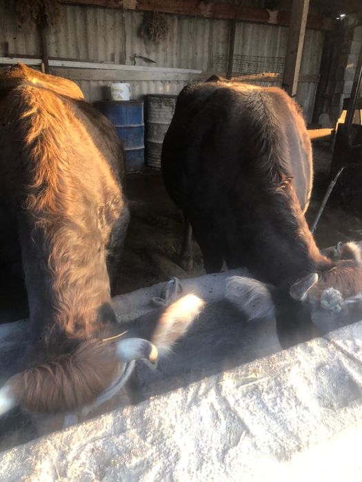 Продаётся Коровы