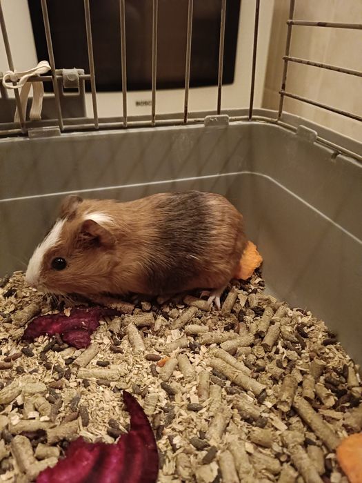 Морские свинки разных возрастов