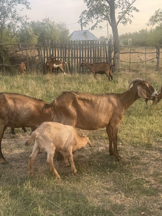 Capre anglonubiana cu iada