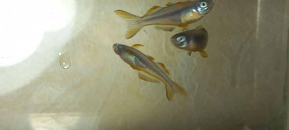 Продаётся рыбка Попондетта