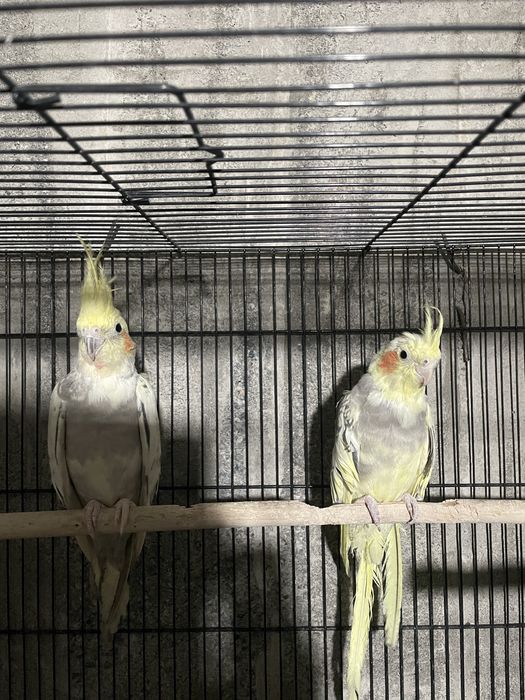 Папугай карелла