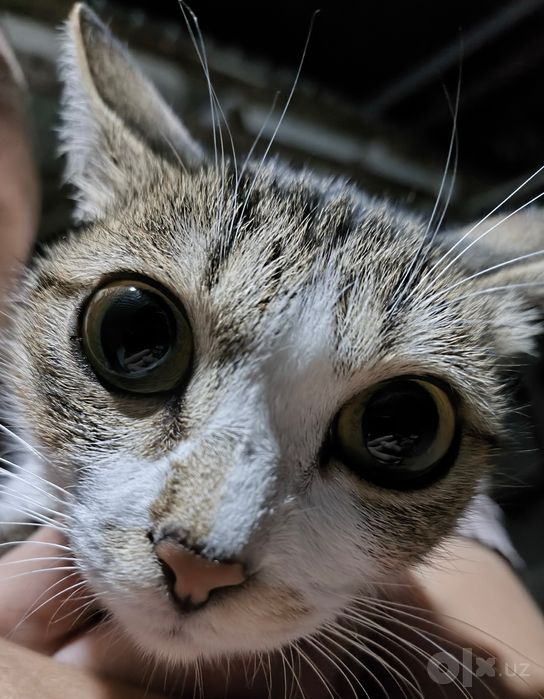 Котята даром 40 дней