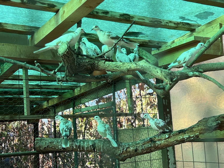 Vand Turturele Razatoare