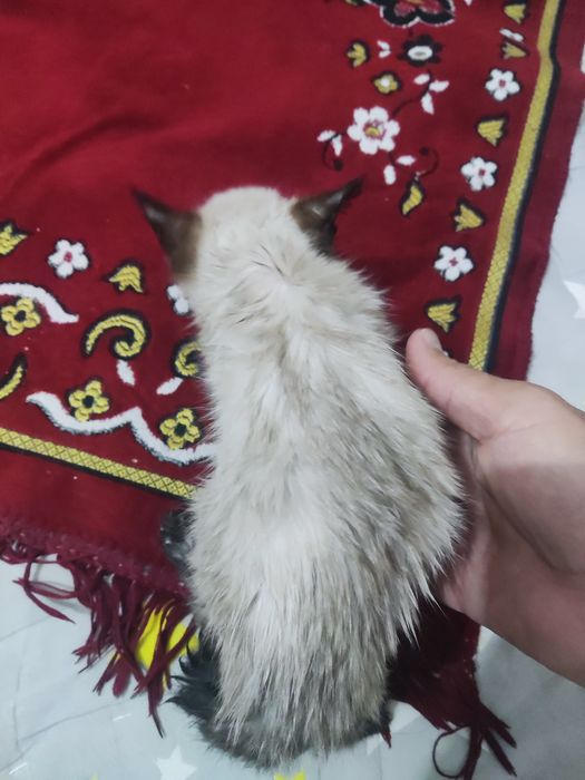Маленькая кошка, кошка