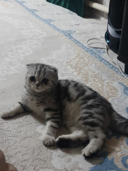 Продается шотландский