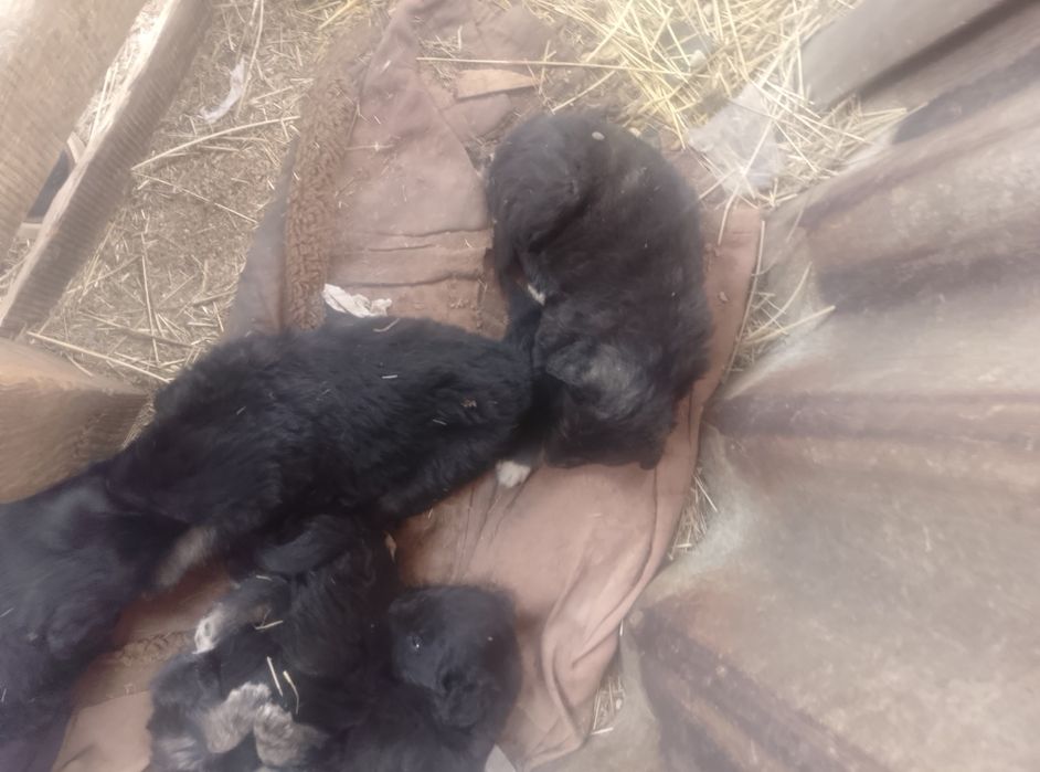 Даром щенята хорошие