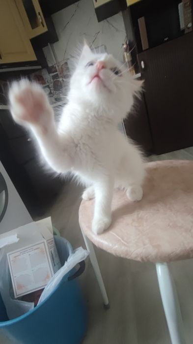 Котик в добрые руки