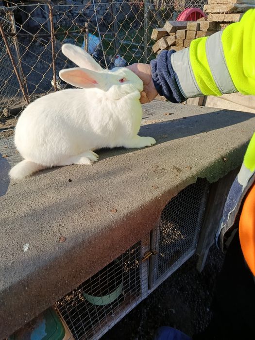 Зайци на 4 месеца