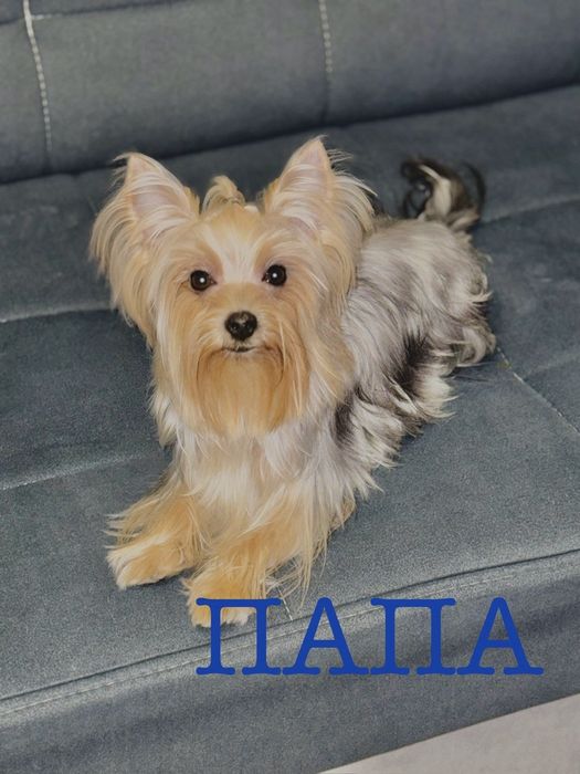 Продаётся щенок йоркширского терьера