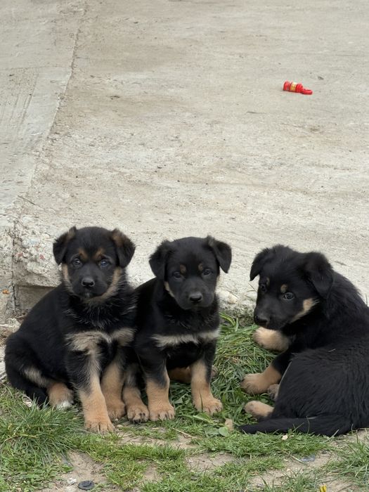 Pui Ciobănesc German deosebiți – Vaccinați și Deparazitați (Carnet Sănătate)