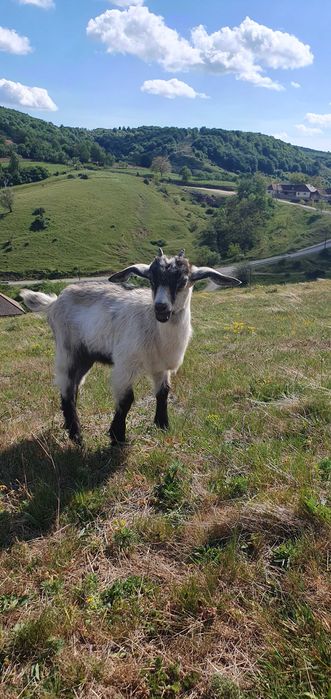 Vand capra alpina franceza la a 4-a fatare