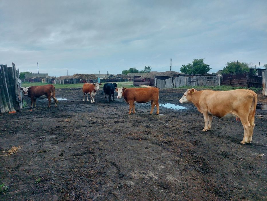 Коровы телята тёлка