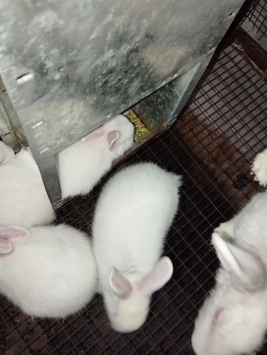 Сотилади куенлар отаси хикол бир ойлик