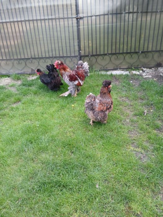 Un cocos și două gaini