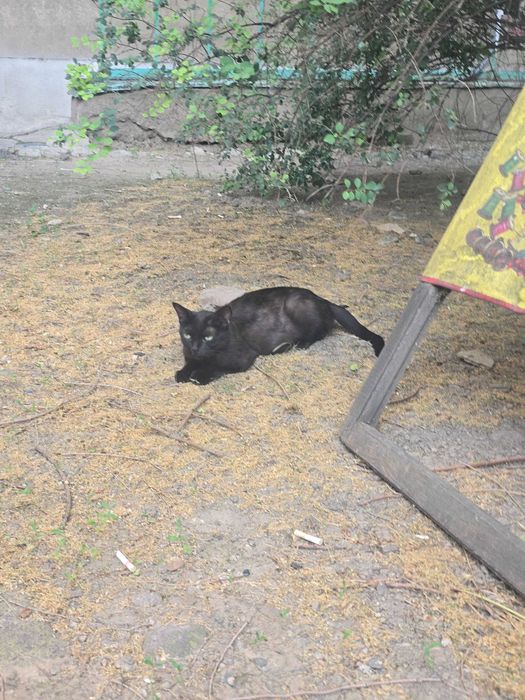 Котята и мама кошечка