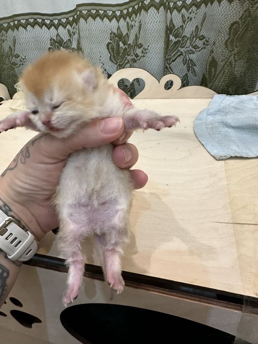 Котята Бритаские Шиншиллы