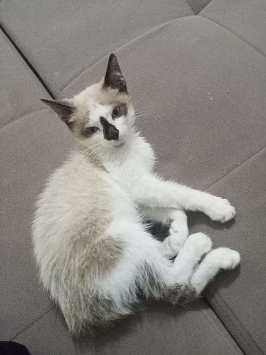 Отдам в хорошие руки