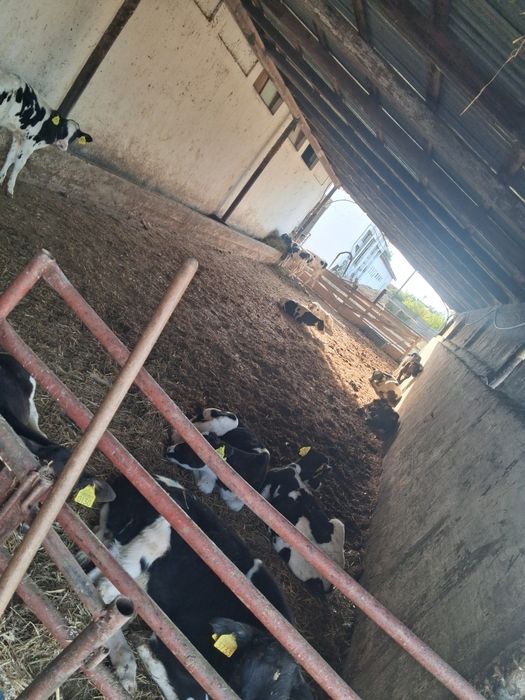 Vand vitele holstein