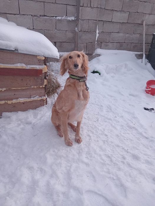 Тазы сатылады ұрғашы