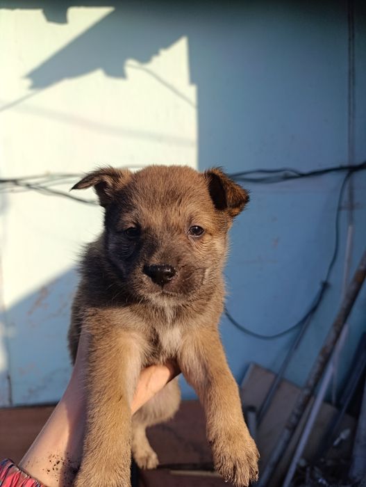 Щенки помесь с хаски