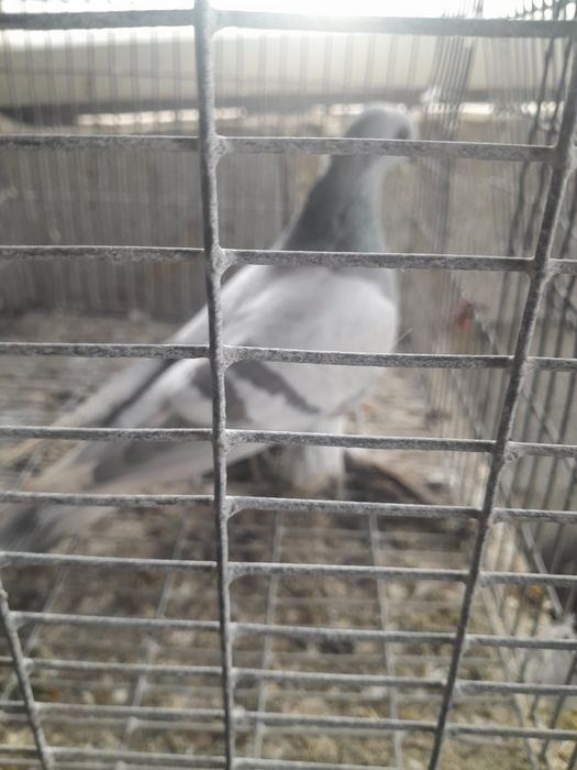 Продаю   голубей