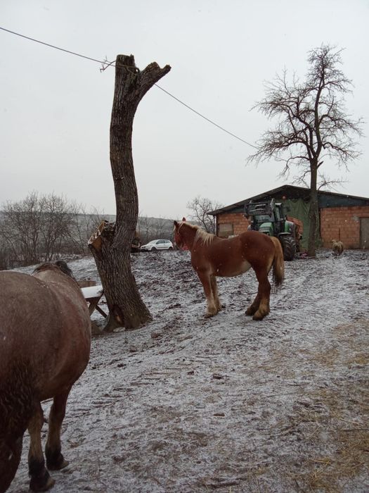 Vând o iapă de 7 ani și o mânză de 2 ani