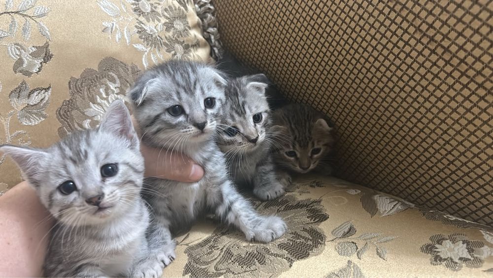 Продаются котята