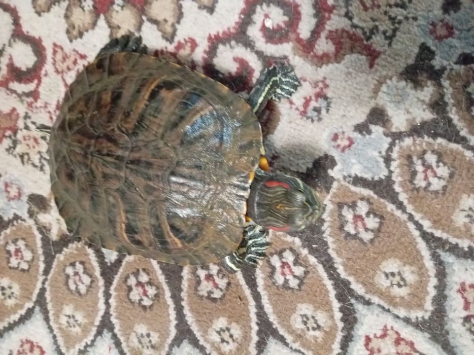 Черепаха красноухая