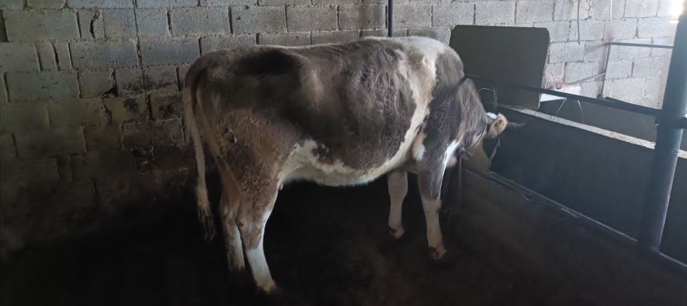 сиырлар сатылады