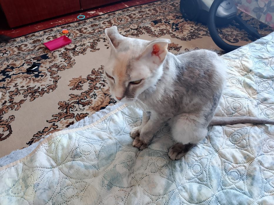 Вязка в обмен на котёнка