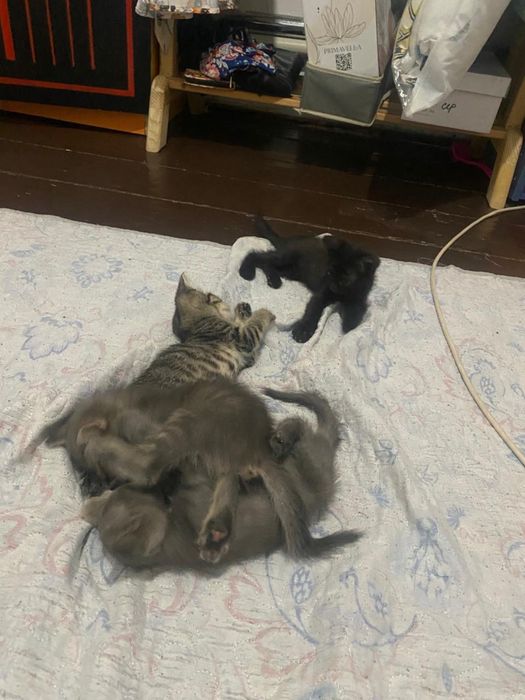 котята бесплатно