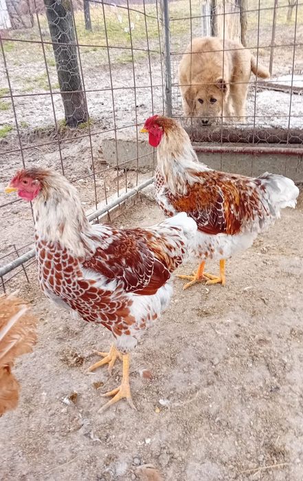 Disponibili cocoși wyandotte