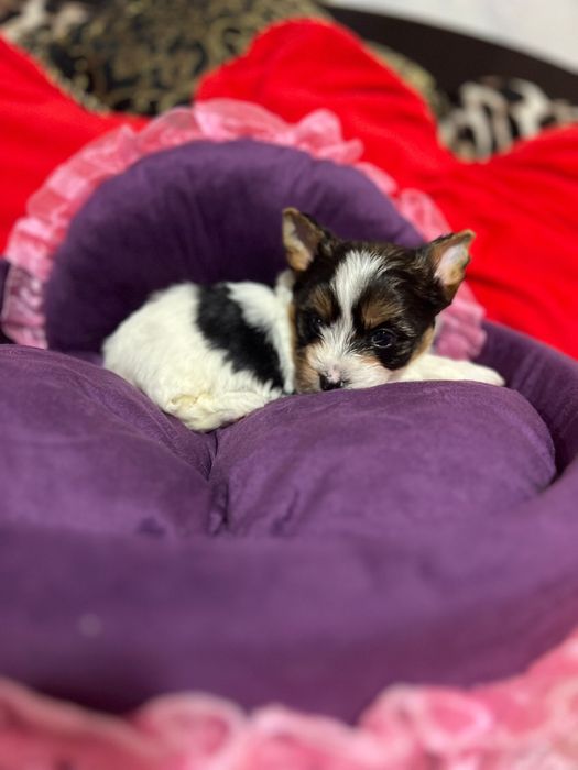 Biewer Yorkshire terrier