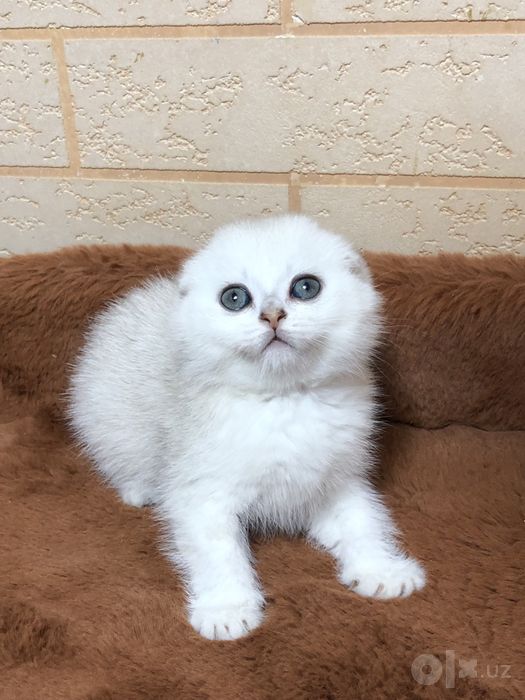 Шиншилла! Мальчик!